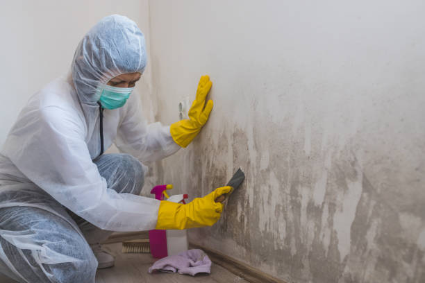 Best Water Damage Restoration  in Percy, IL