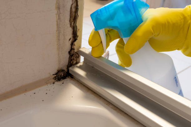 Best Residential Mold Removal  in Percy, IL