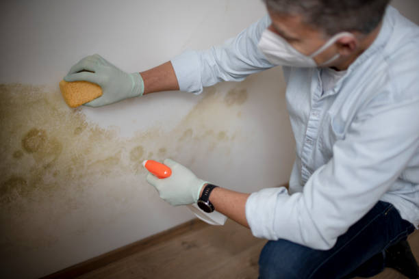 Certified Mold Removal in Percy, IL