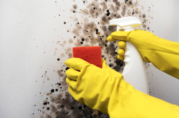 Best Mold Removal and Inspection  in Percy, IL