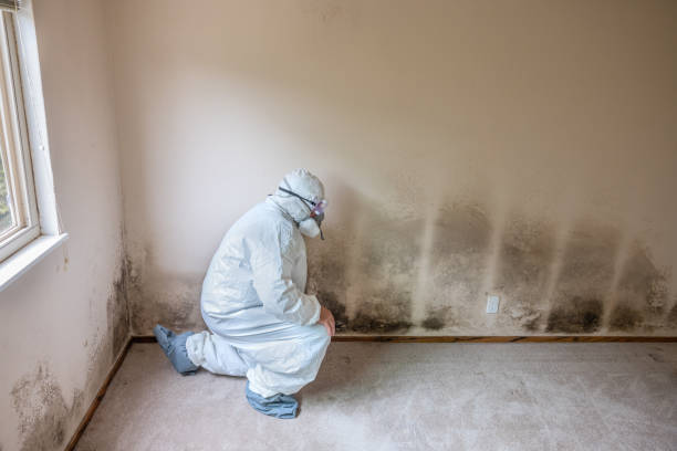 Reliable Percy, IL Mold Removal Solutions