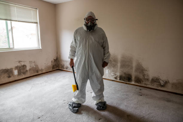 Best Fast Mold Removal  in Percy, IL